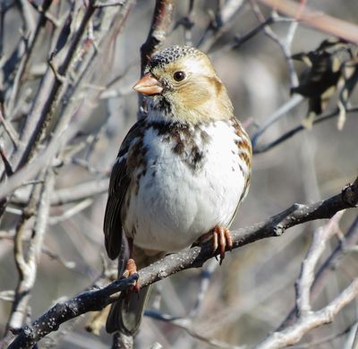 Harris's Sparrow
