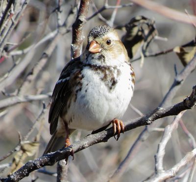 Harris's Sparrow