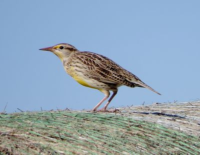 Western Meadowlark