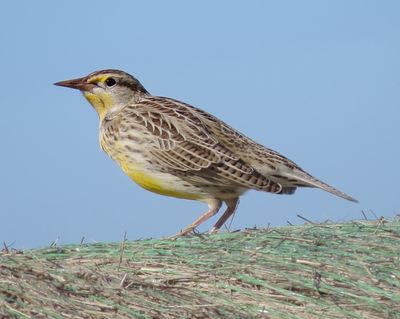 Western Meadowlark