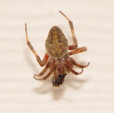 Spotted Orbweaver