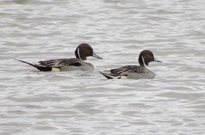Northern Pintail