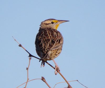 Western Meadowlark