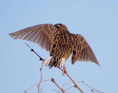 Western Meadowlark