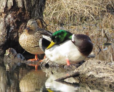 Mallard