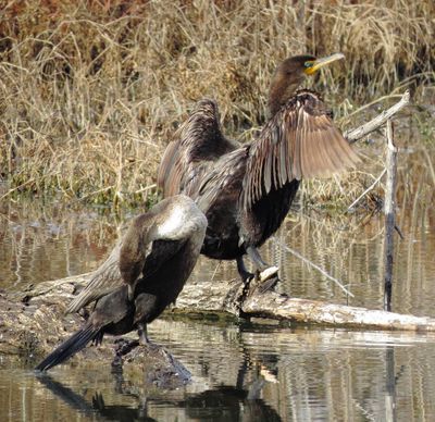 Double-Crested Cormorant