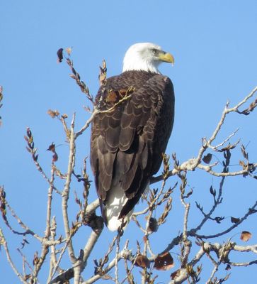 Bald Eagle