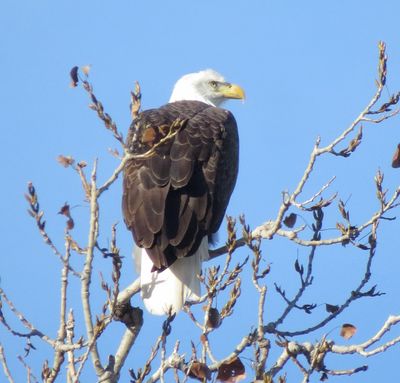 Bald Eagle