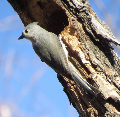 Tufted Titmouse