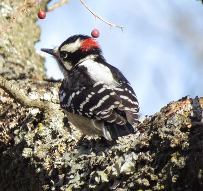 Downy Woodpecker