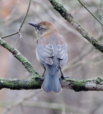Rusty Blackbird