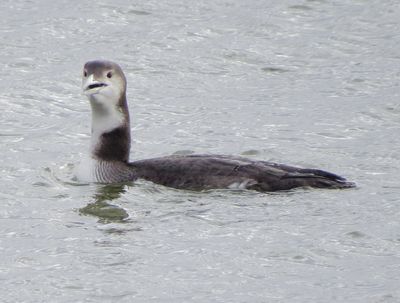 Common Loon