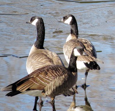 Cackling Goose