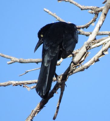 Great-Tailed Grackle