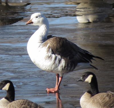 Snow X Cackling Goose