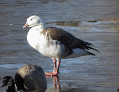 Snow X Cackling Goose