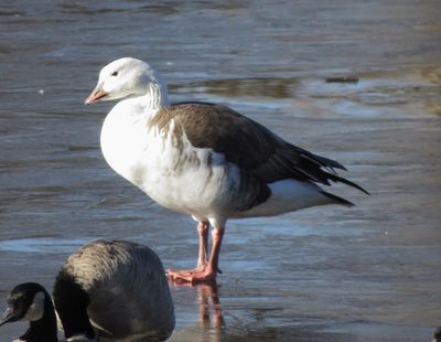 Misc. Ducks and Hybrids