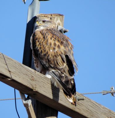 Ferruginous Hawk
