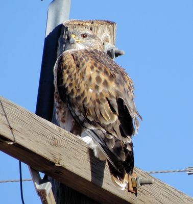 Ferruginous Hawk