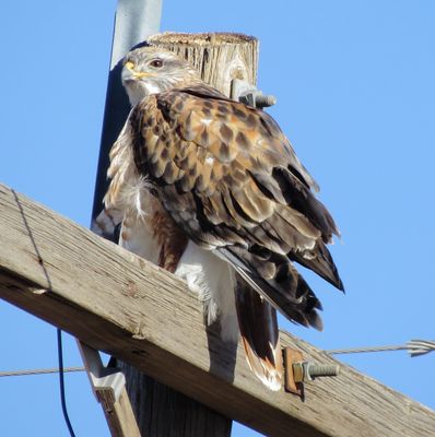Ferruginous Hawk