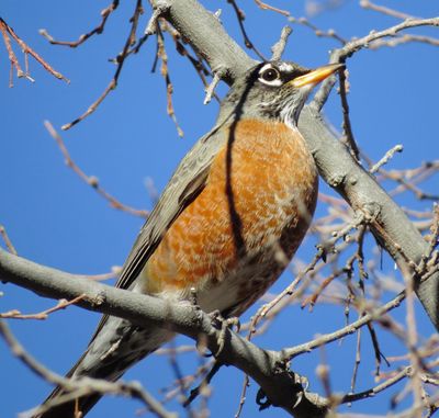 American Robin