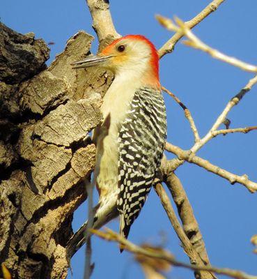 Red-Bellied woodpecker