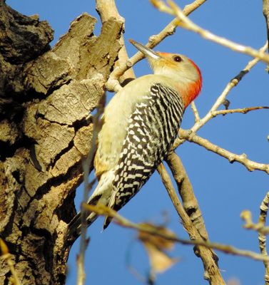 Red-Bellied woodpecker