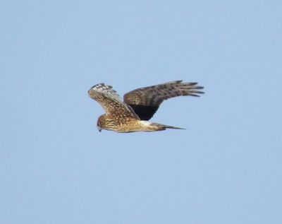 Northern Harrier