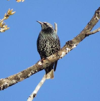 European Starling