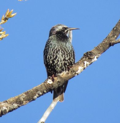 European Starling