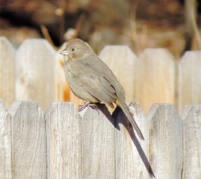 Canyon Towhee