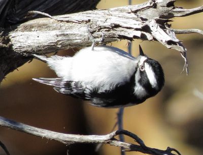 Downy Woodpecker