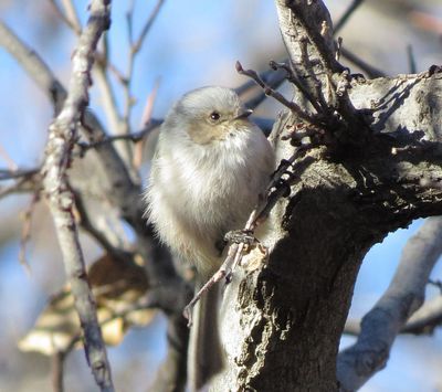 Bushtit
