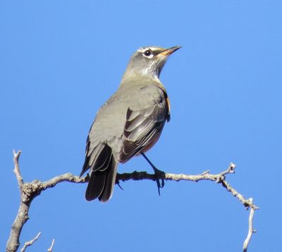 American Robin