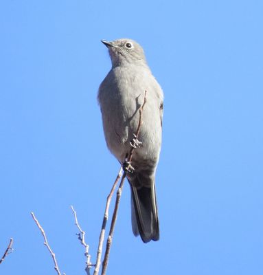 Townsend's Solitaire
