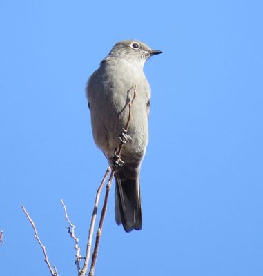 Townsend's Solitaire