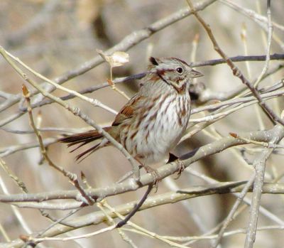 Song Sparrow