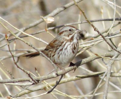 Song Sparrow