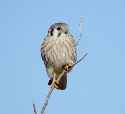 American Kestrel