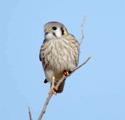 American Kestrel