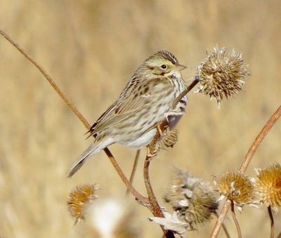 Savannah Sparrow