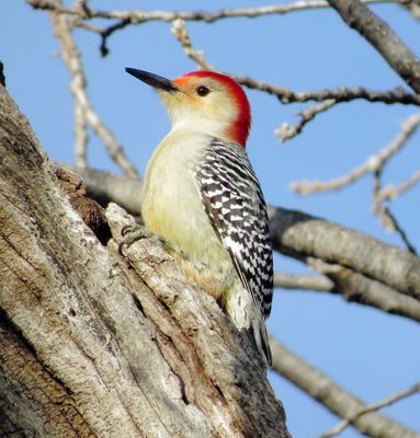 Red-Bellied Woodpecker