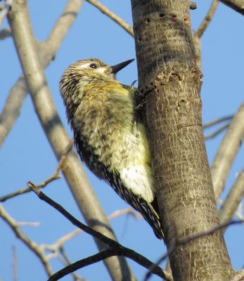 Yellow-Bellied Sapsucker