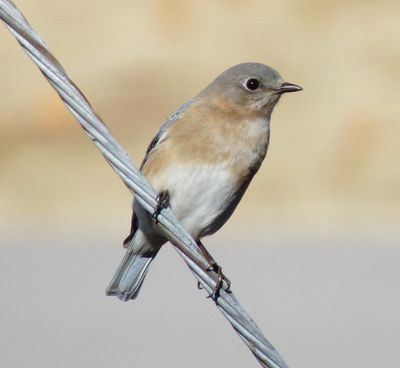 Eastern Bluebird
