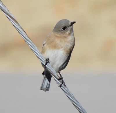 Eastern Bluebird