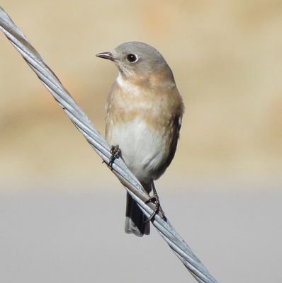 Eastern Bluebird