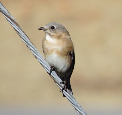 Eastern Bluebird