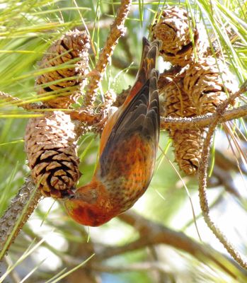Red Crossbill