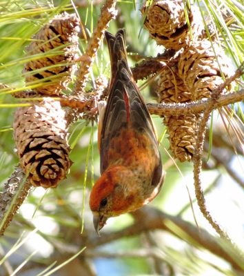 Red Crossbill