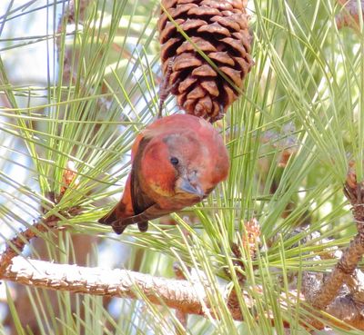 Red Crossbill